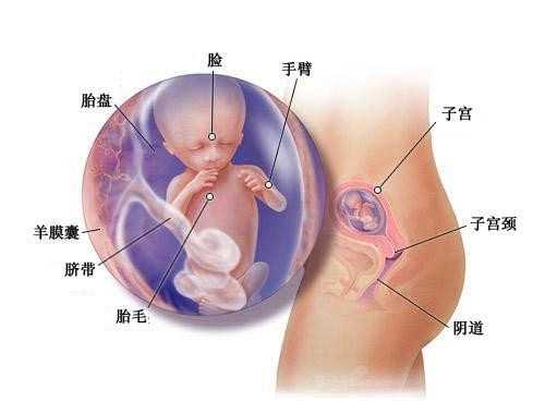 中国单身未婚可以做试管吗_单身可以去哪里做试管_女生单身可以做试管婴儿吗